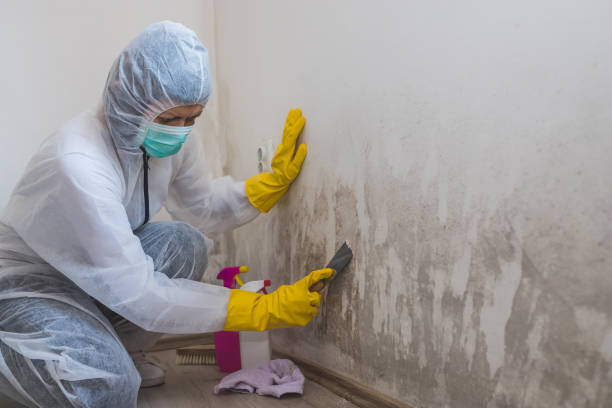 Best Black Mold Removal  in Oxford, GA