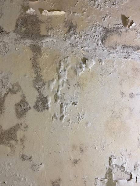 Best Mold Damage Repair  in Oxford, GA