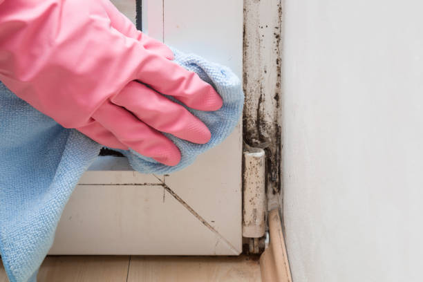 Professional Mold Removal in Oxford, GA